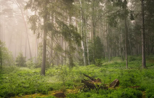 Picture birch, morning, fog, trees, glade, snag, grass, swamp