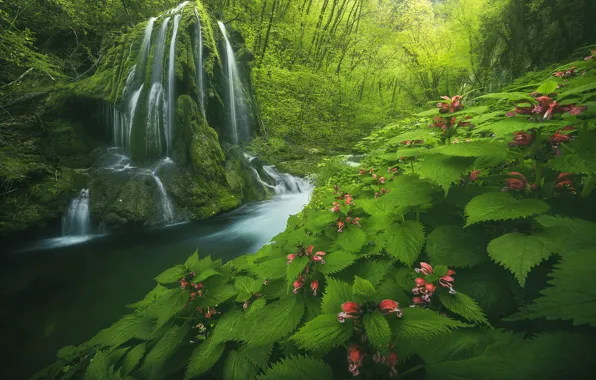 Picture forest, landscape, nature, stream, stones, vegetation, waterfall, moss