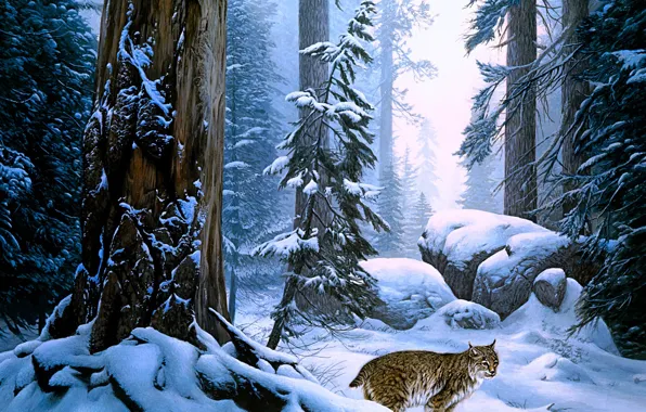 Winter, forest, snow, trees, branches, nature, fog, stones