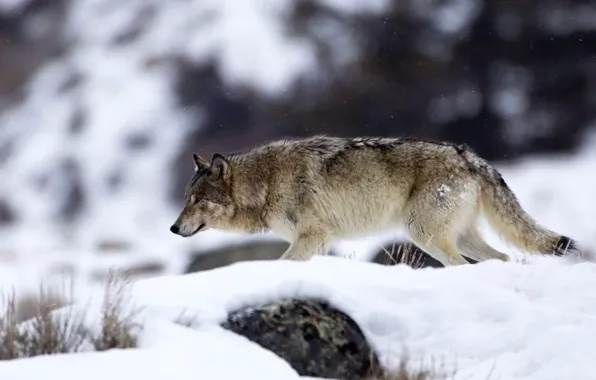 Picture nature, predator, animal, wolf, wildlife, portrait, portrait., Canis lupus. face