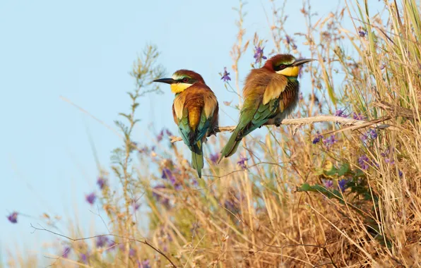 Picture grass, flowers, branches, bird, two, a couple, the European bee-eater Golden, schurka