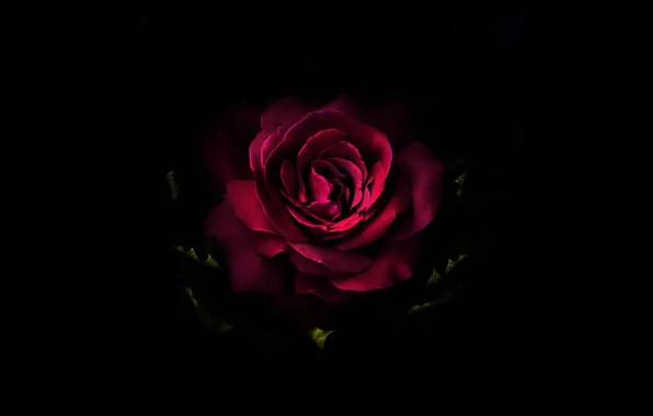 Flower, rose, black, art