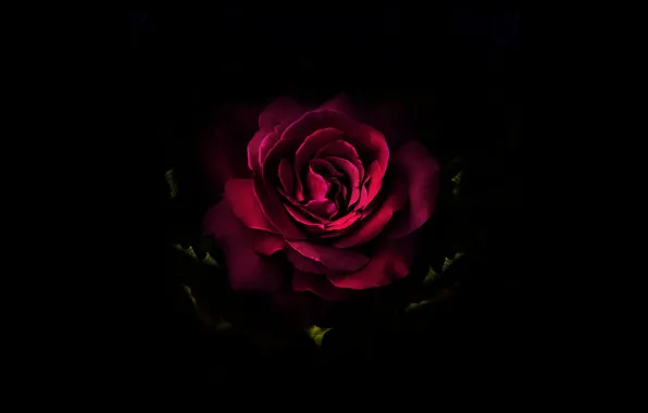 Picture flower, rose, black, art