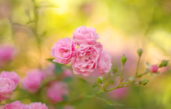 Flowers, branches, yellow, background, roses, blur, garden, buds