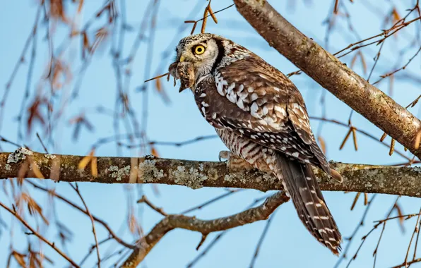 Look, leaves, branches, background, tree, blue, owl, bird