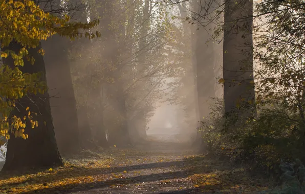 Autumn, leaves, rays, light, trees, branches, fog, Park