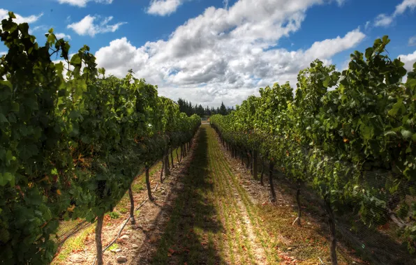 HDR, sky, photography, New Zealand, clouds, plants, path, vineyard