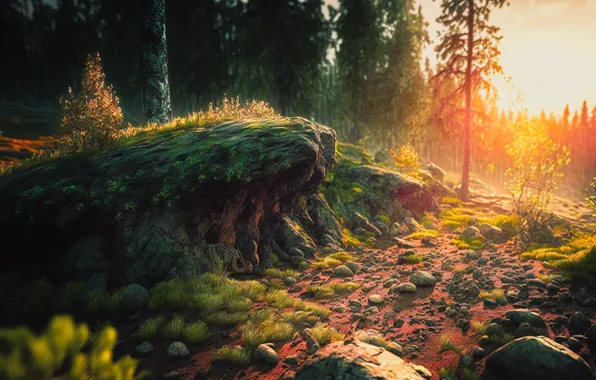 Forest, summer, the sun, light, trees, landscape, nature, stones