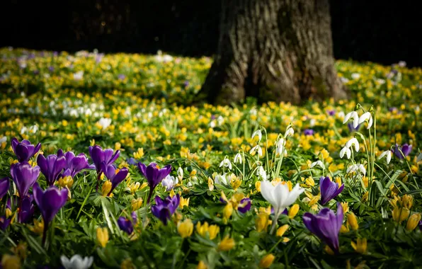 Light, flowers, Park, tree, glade, spring, yellow, garden