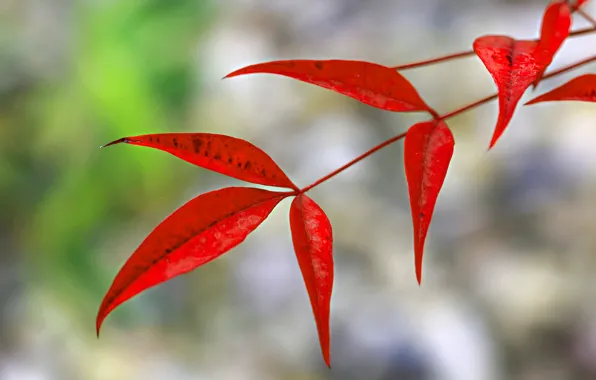 Picture autumn, leaves, branches, nature, the crimson