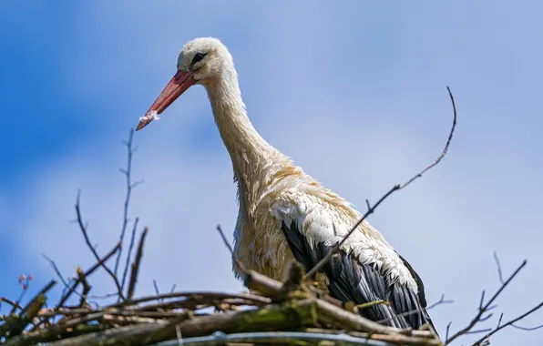 Nature, bird, stork