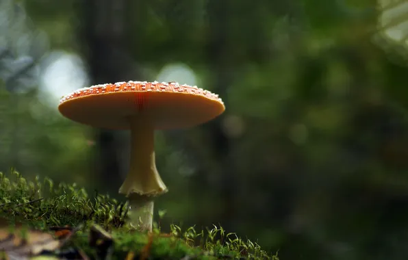 Forest, macro, mushroom, moss, mushroom