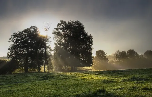 Picture the sky, grass, rays, trees, morning