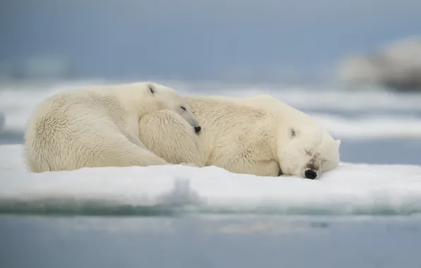 Winter, face, snow, pose, stay, shore, sleep, polar bear