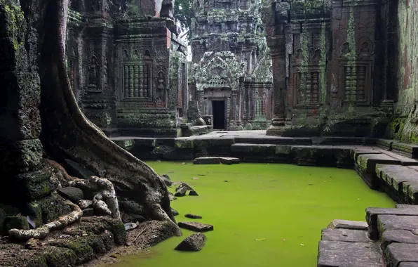 Picture Cambodia, Cambodia, Angkor Wat, the lost civilization, Ta Prohm Temple, Ancient ruins
