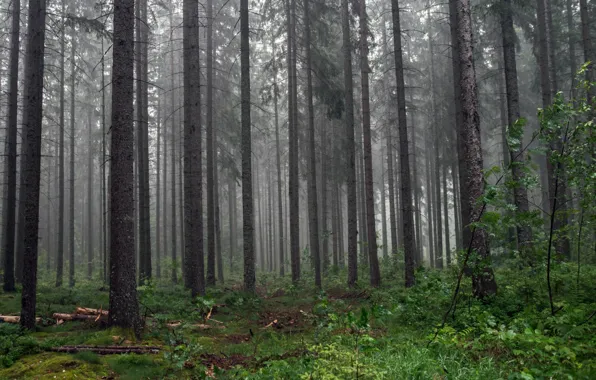 Picture forest, grass, leaves, trees, nature, moss, Germany, black forest