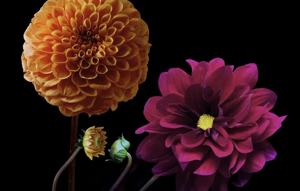 Flower, color, black background, buds, dahlias