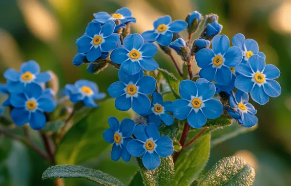 Macro, flowers, spring, blue, blue, forget-me-nots, AI art, neural network