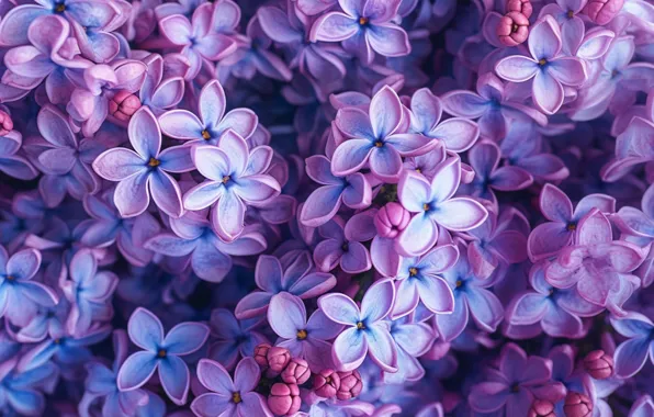 Flowers, nature, spring, lilac, inflorescence, AI art, neural network