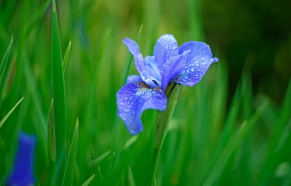 Picture greens, grass, drops, blue, nature, Rosa, background, blue