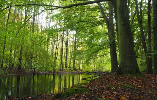 Autumn, forest, trees, river, Netherlands, Netherlands, Kraggenburg, Noordoostpolder