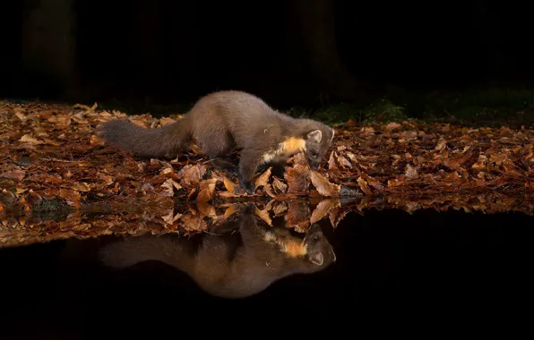 Reflection, pond, marten
