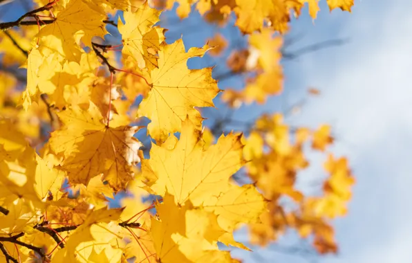 Autumn, leaves, the sun, sky, Autumn, Autumn fall