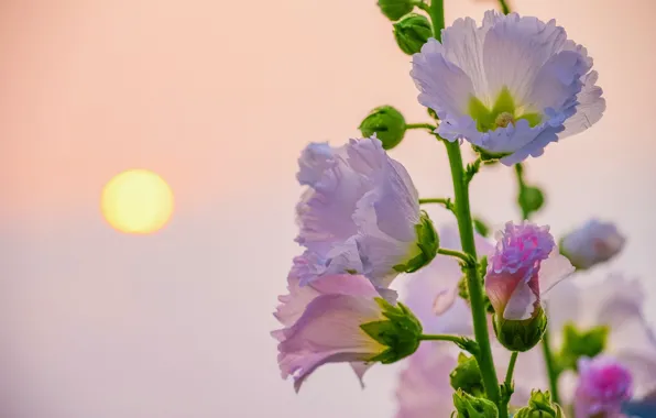 The sun, tenderness, mallow