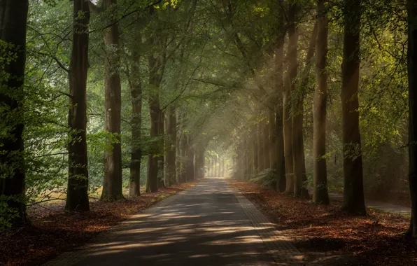 Picture road, rays, trees, Netherlands, alley