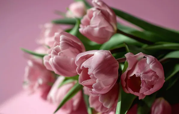 Flowers, holiday, bouquet, tulips, universal holiday background
