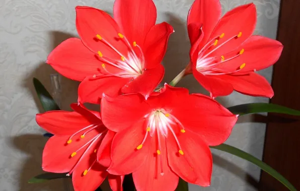 Flowers, al, room, Amaryllis