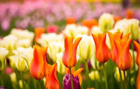 Flowers, garden, tulips, pink, white, orange, buds, flowerbed