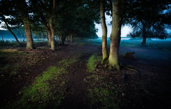 Road, trees, landscape, morning