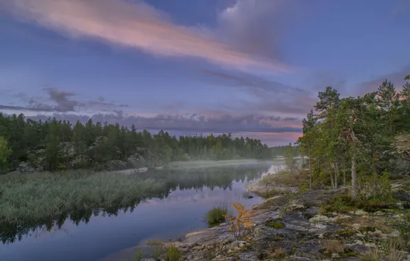 Forest, landscape, nature, fog, lake, stones, morning, Lake Ladoga