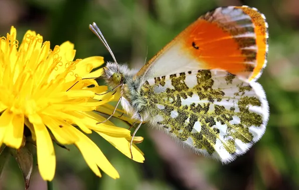 Macro, flowers, dandelion, butterfly, Dawn serdechnoy