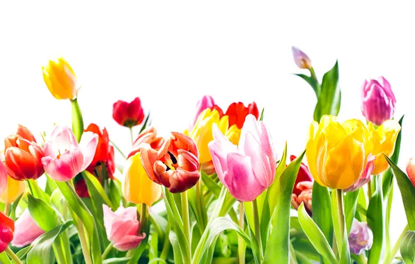 Flowers, spring, tulips