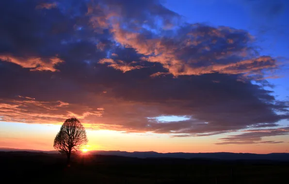 Picture the sky, landscape, sunset, tree