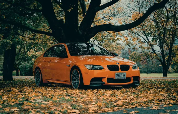 Picture Autumn, E92, Leaves, Lime Rock Park Edition, M3