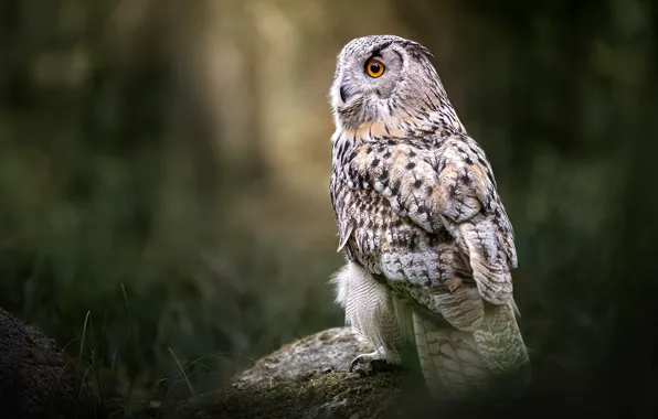 Picture owl, bird, bokeh, Owl