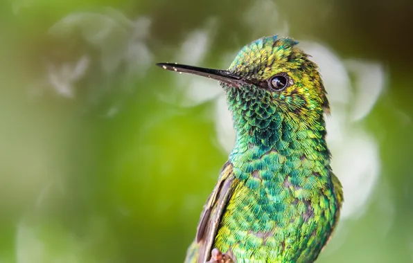 Background, Hummingbird, bird