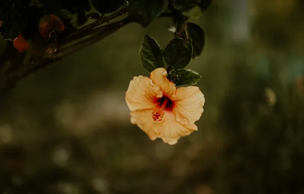 Flower, yellow, the dark background, branch, hibiscus