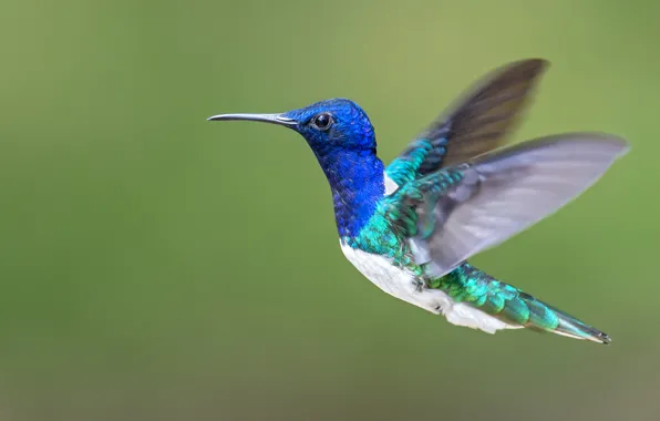 Flight, wings, Hummingbird, beautiful, flying, wings, beautiful, hummingbird
