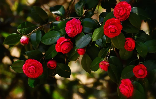 Leaves, flowers, branches, the dark background, bright, Bush, red, flowering