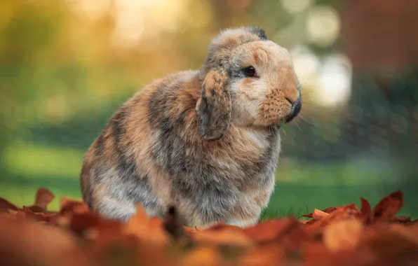 Autumn, nature, glade, rabbit, fold, red, face, Bunny
