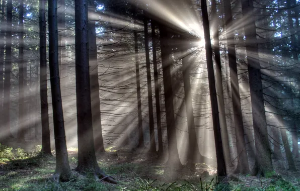 Picture forest, rays, light, trees