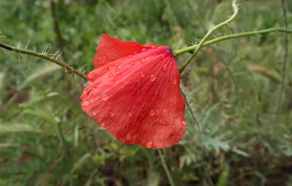 Flower, drops, macro, red, Rosa, gentle, Mac