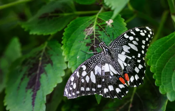 Leaves, macro, nature, pattern, butterfly, plant, black and white, insect