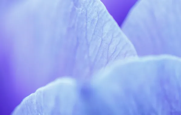 Flower, macro, blue, petals, veins