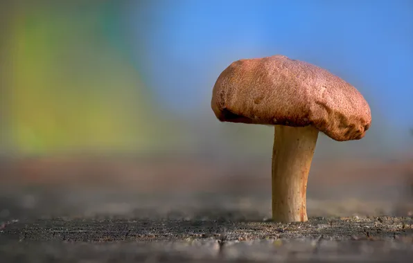 Picture nature, beauty, mushroom
