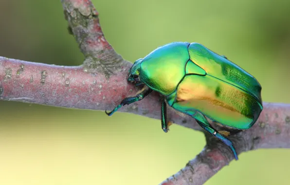 Macro, green, tree, beetle, branch, insect, green background, brilliant
